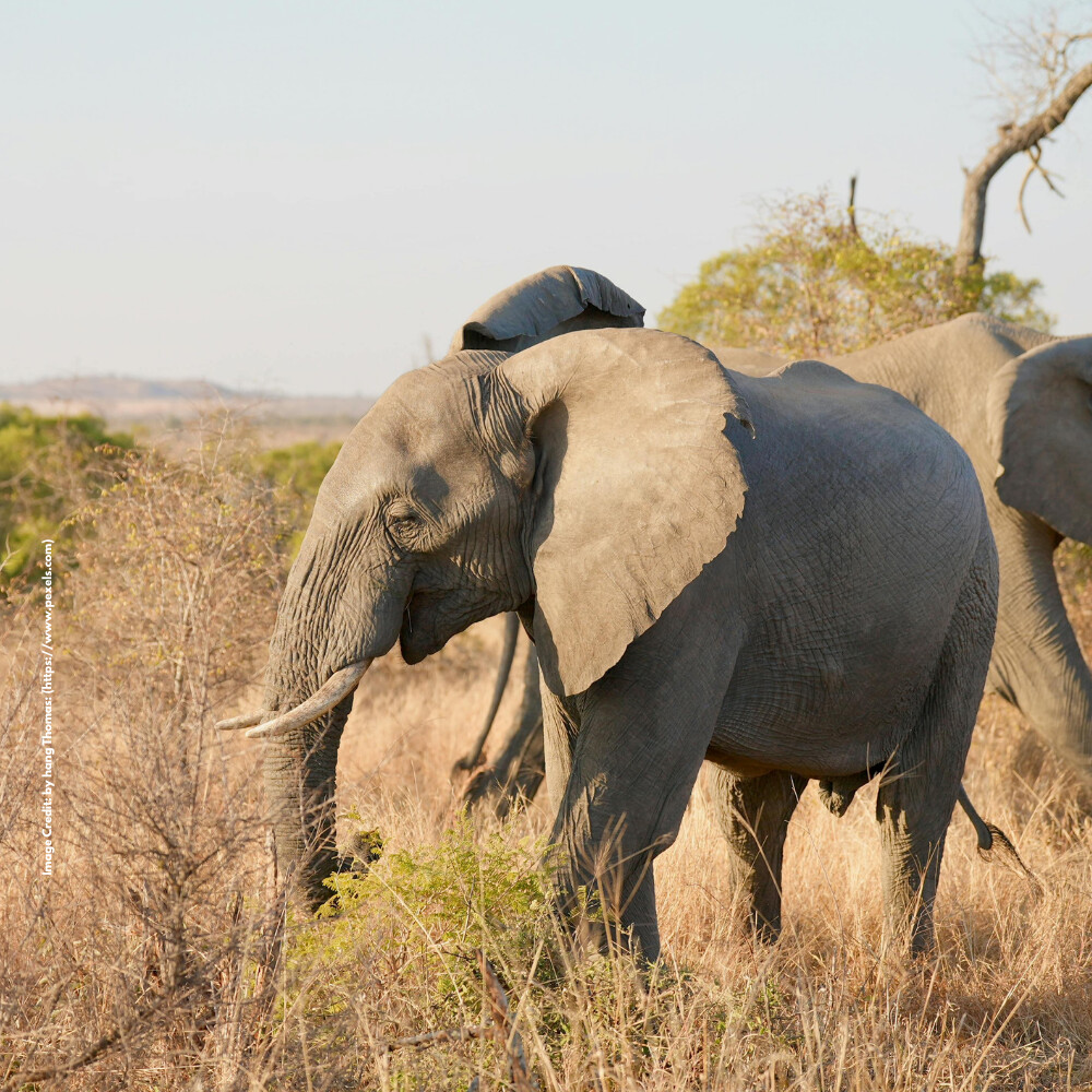 African Forest Elephant