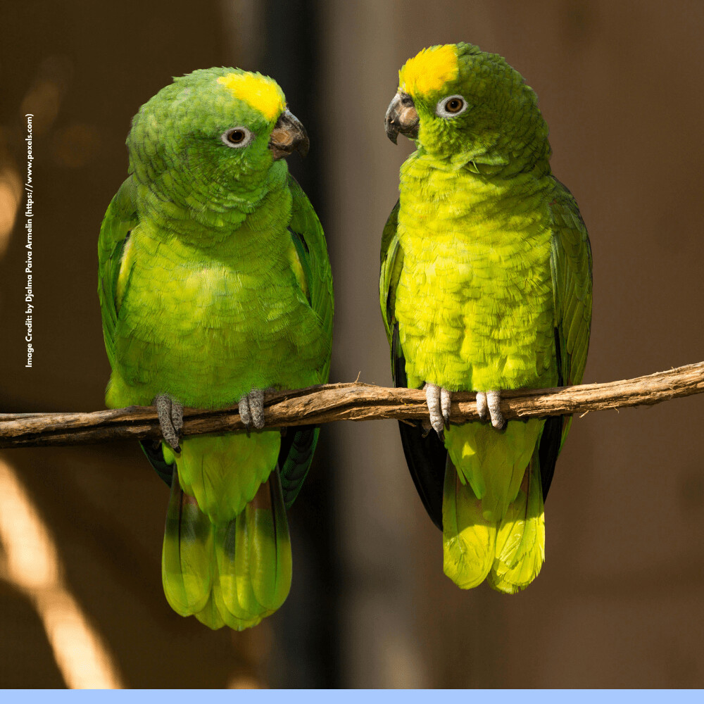 World Parrot Day