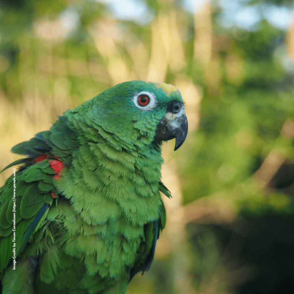 Parrot facts