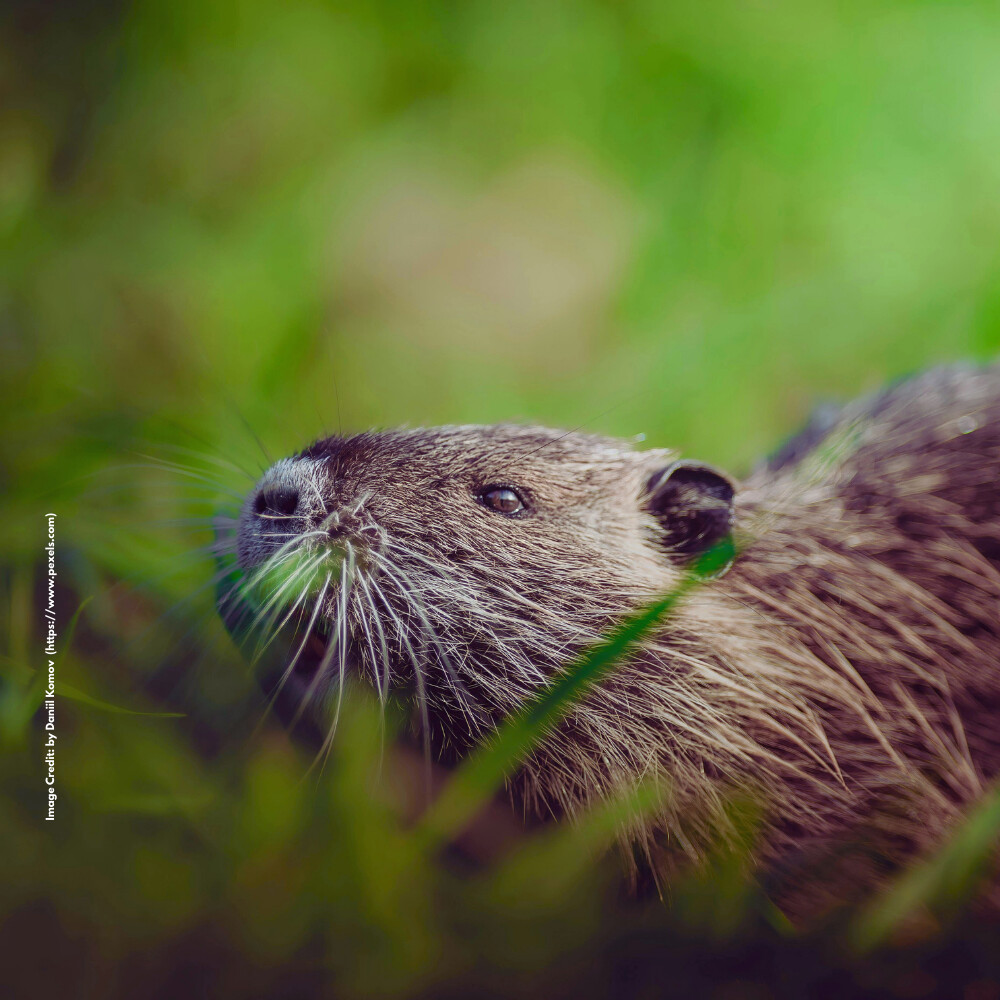 International Beaver Day