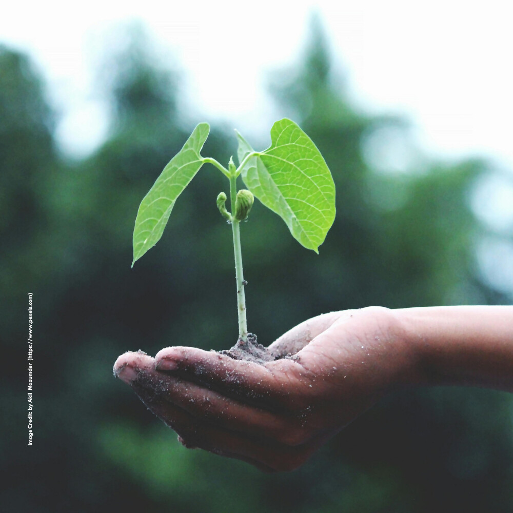 International Mother Earth Day