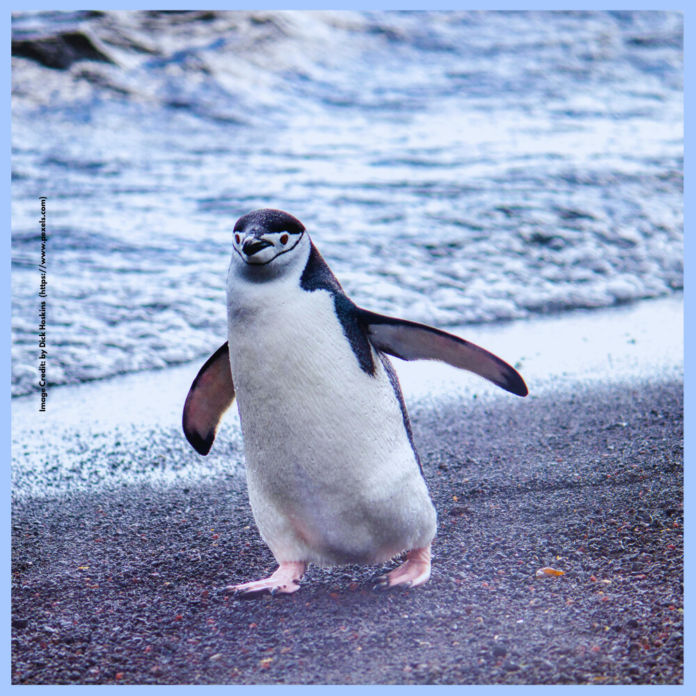 World Penguin Day