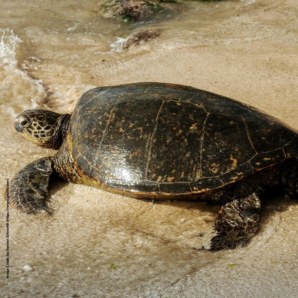 World Turtle Day