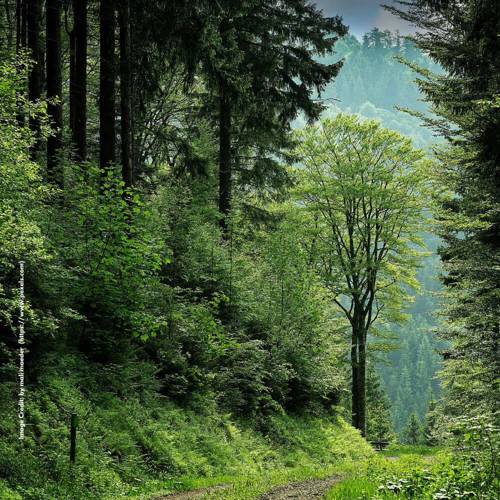 International Day of Forests