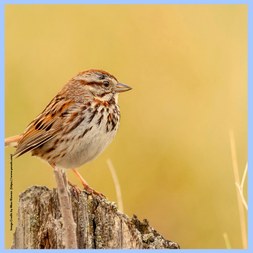 World Sparrow Day