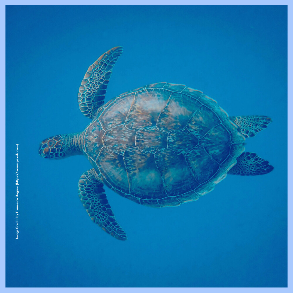 World Aquatic Animal Day