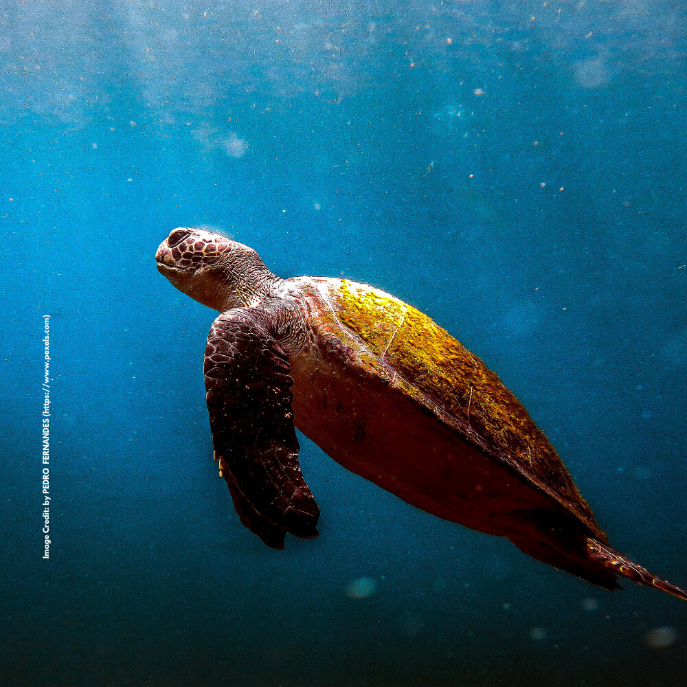 IUCN Red List Species