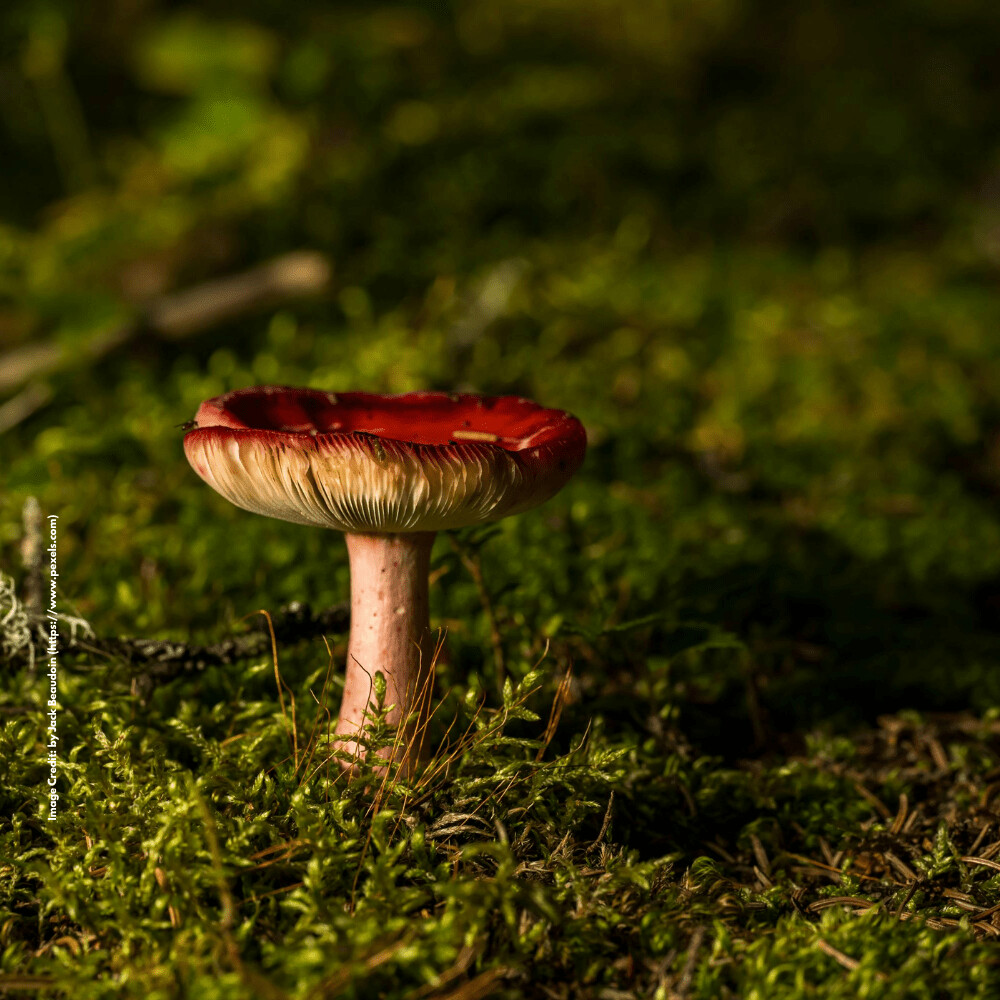 Forest Ecology and Management