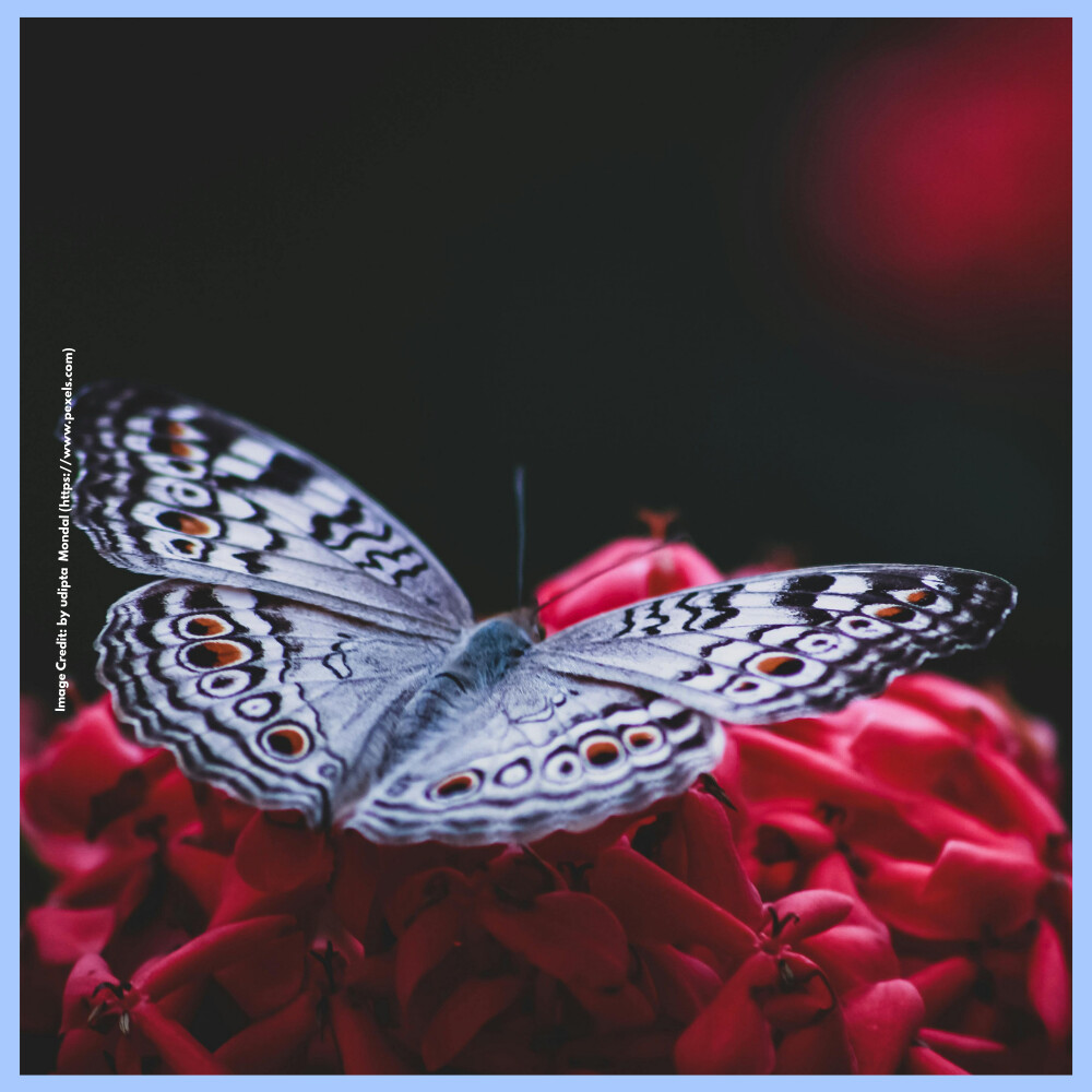 National Butterfly Day