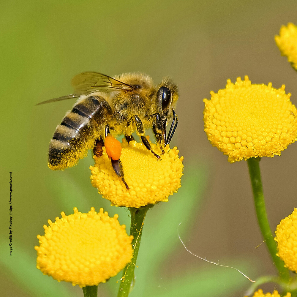 International Biodiversity Day