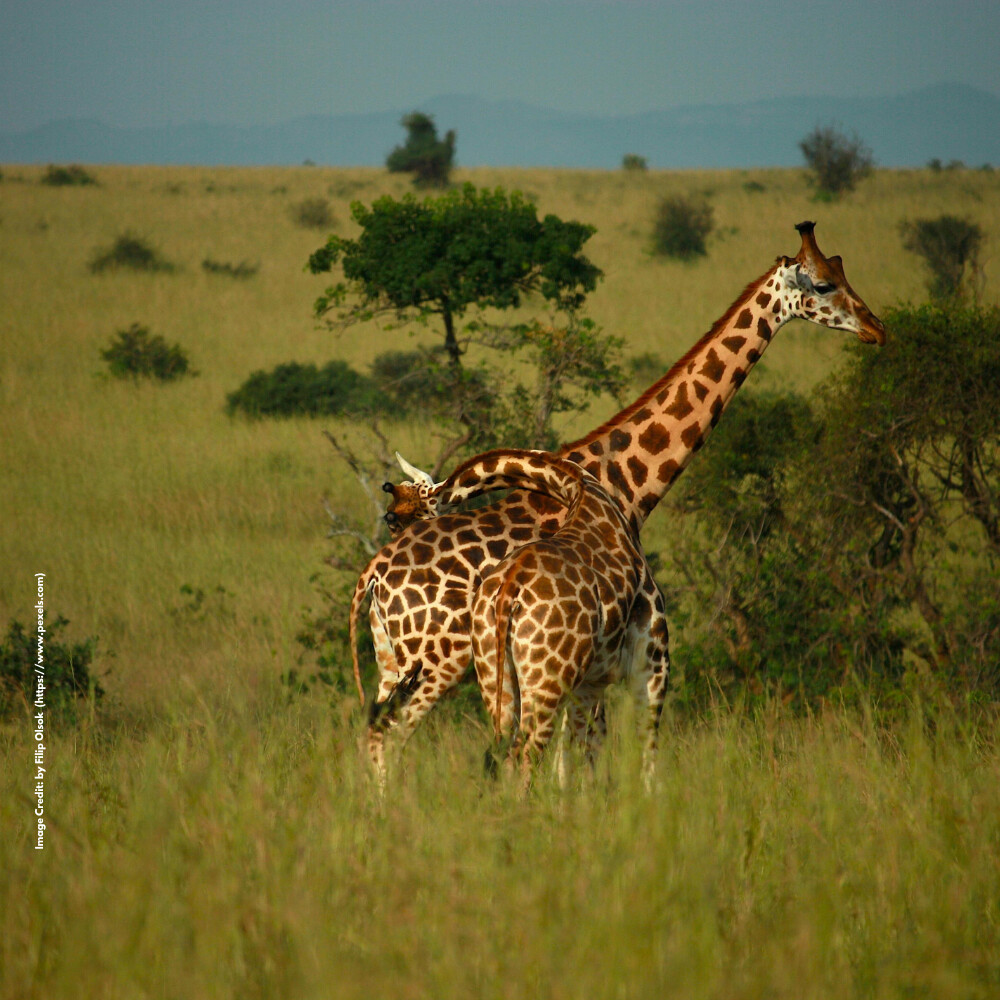 African Wildlife