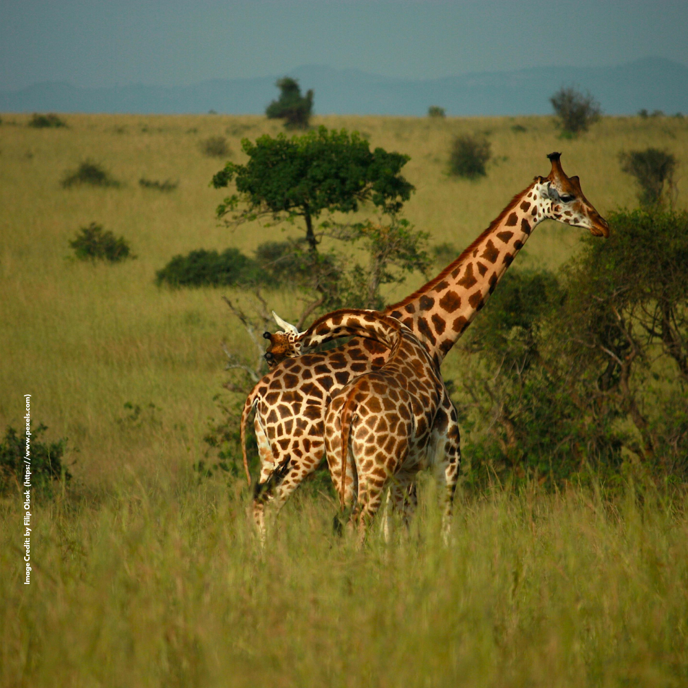 African Wildlife