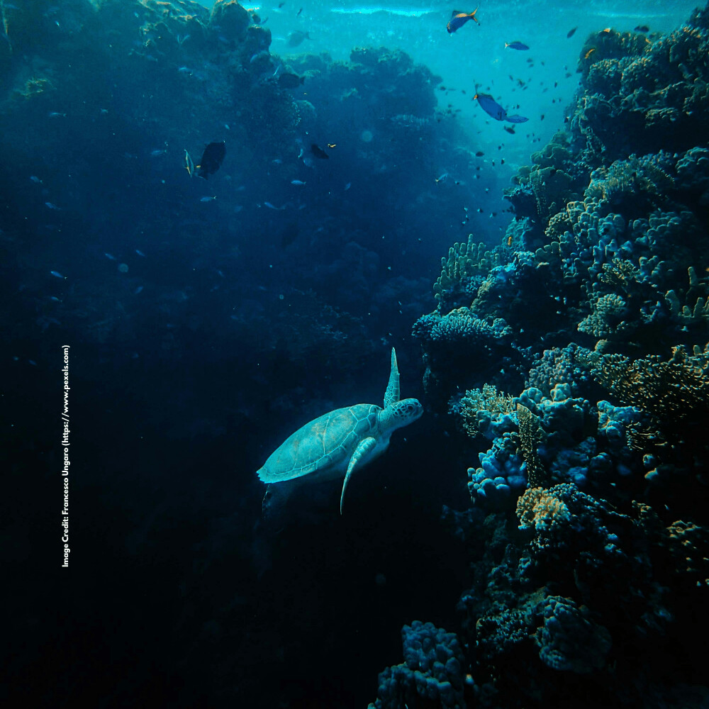 Aquatic Food Chain