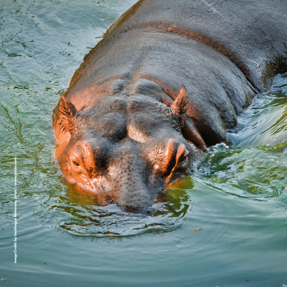Hippopotamus