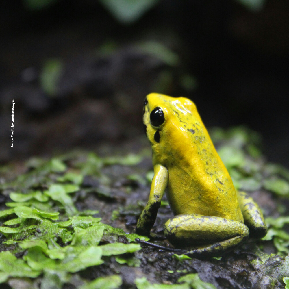 Colorful and Poisonous frog