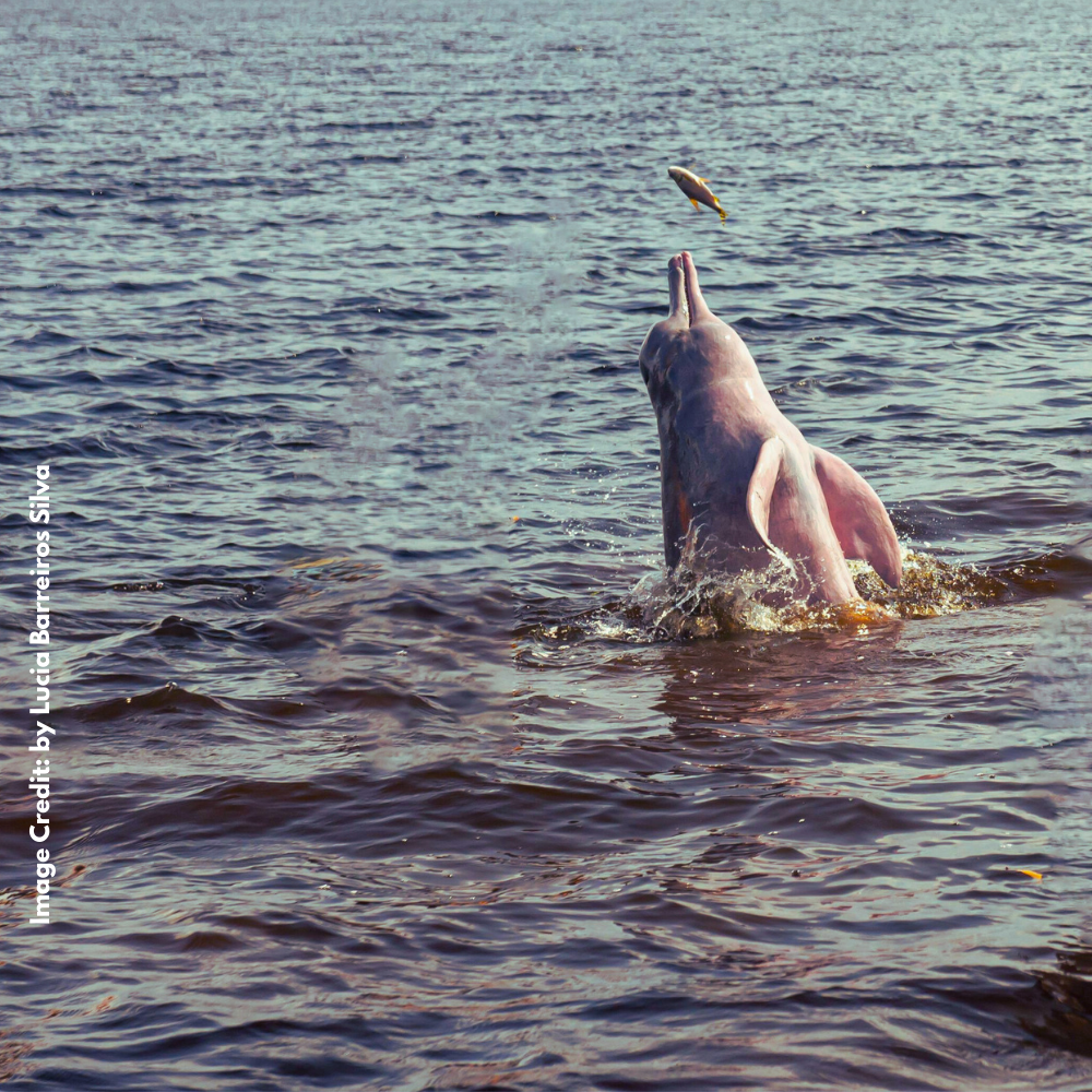 Pink River Dolphins
