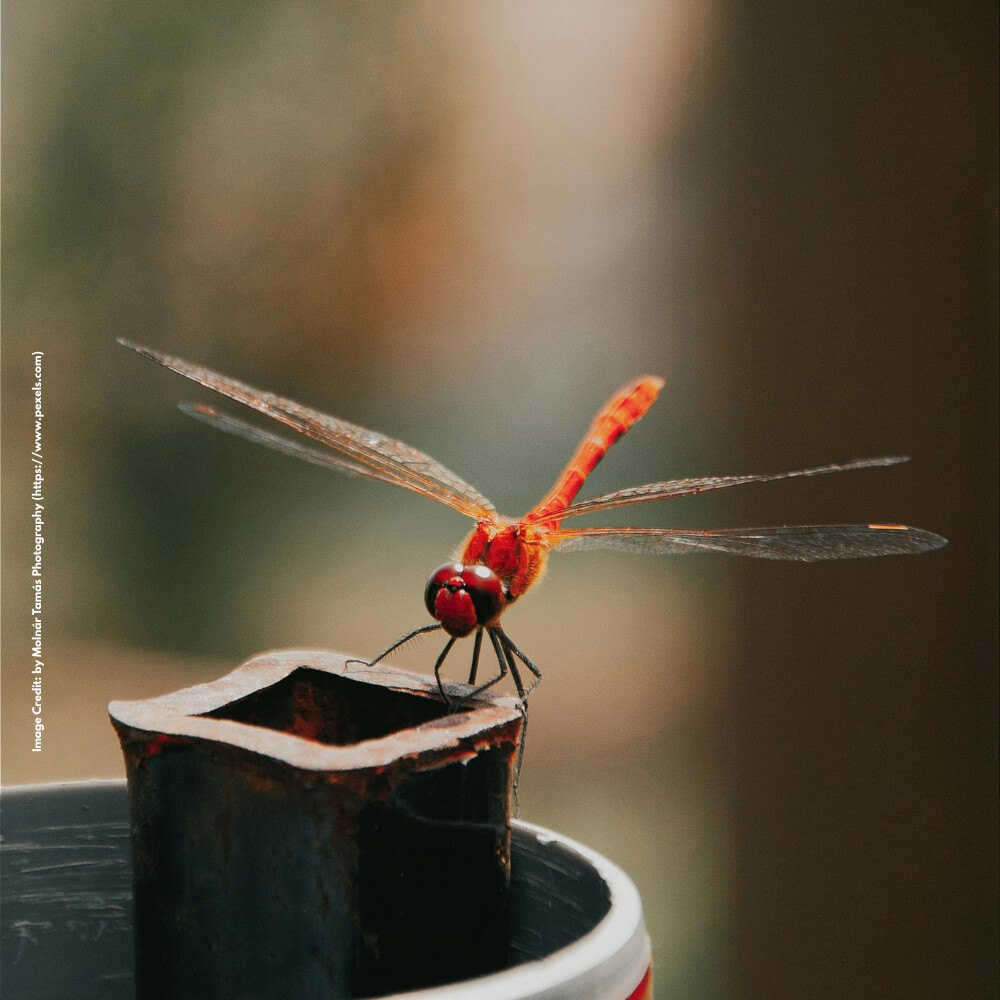 Dragonfly