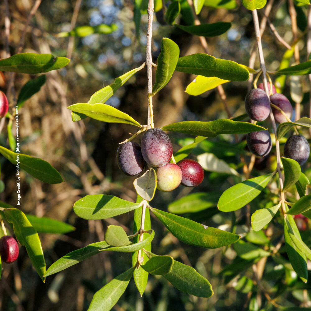 Olive Tree