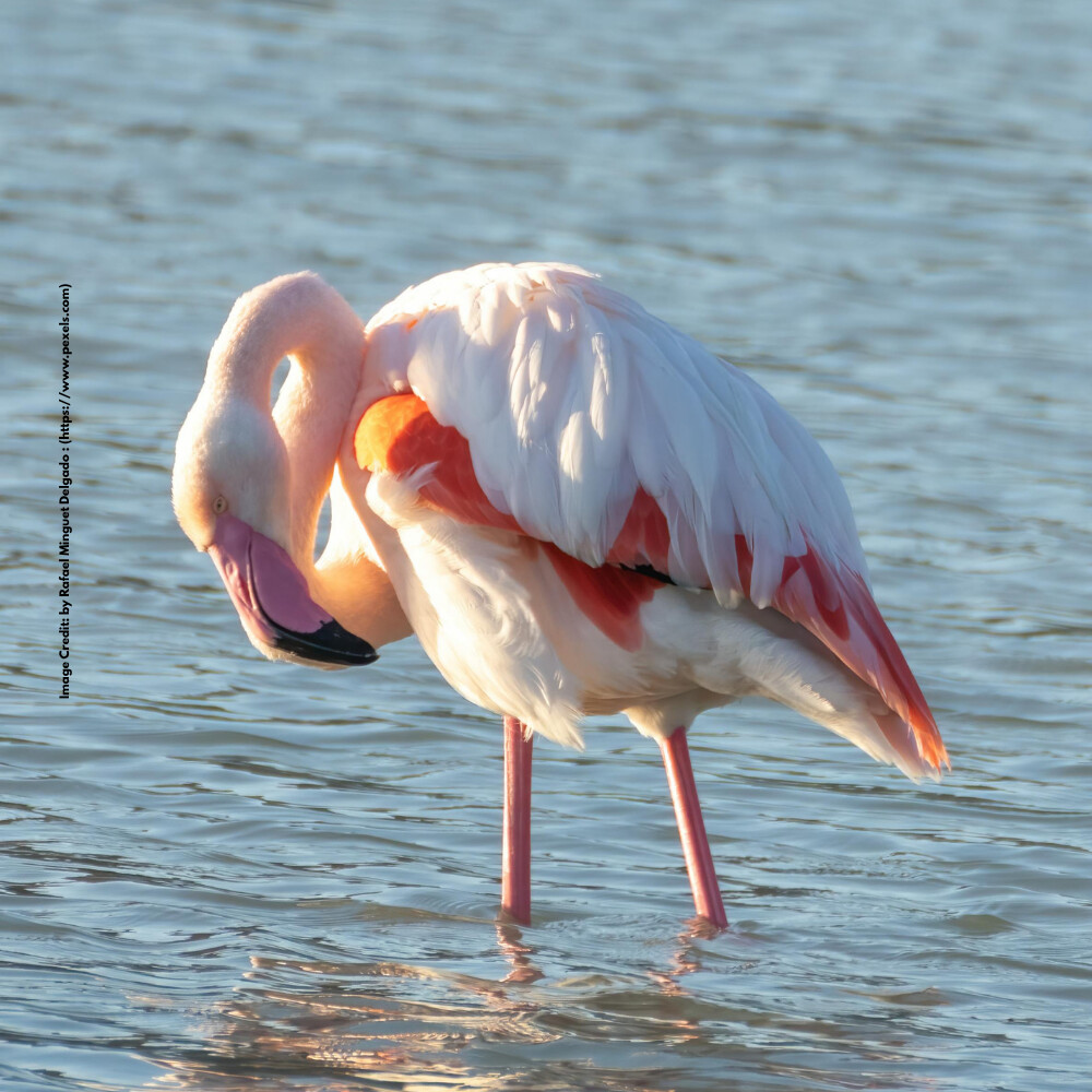 Wetland birds