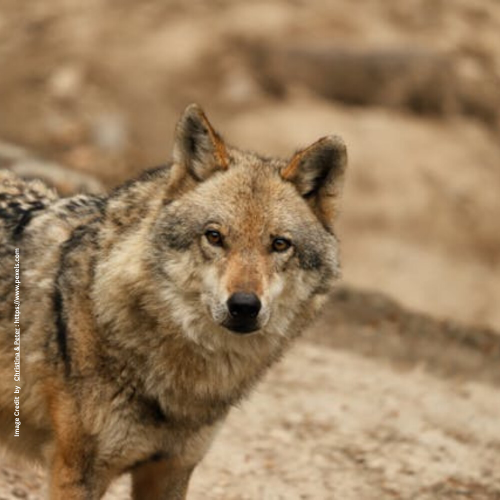 Wolf