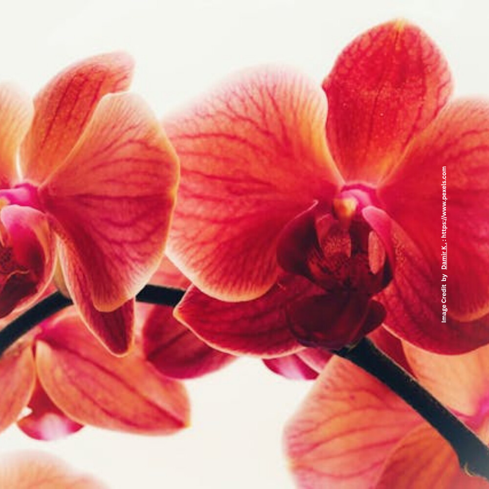 Orchid