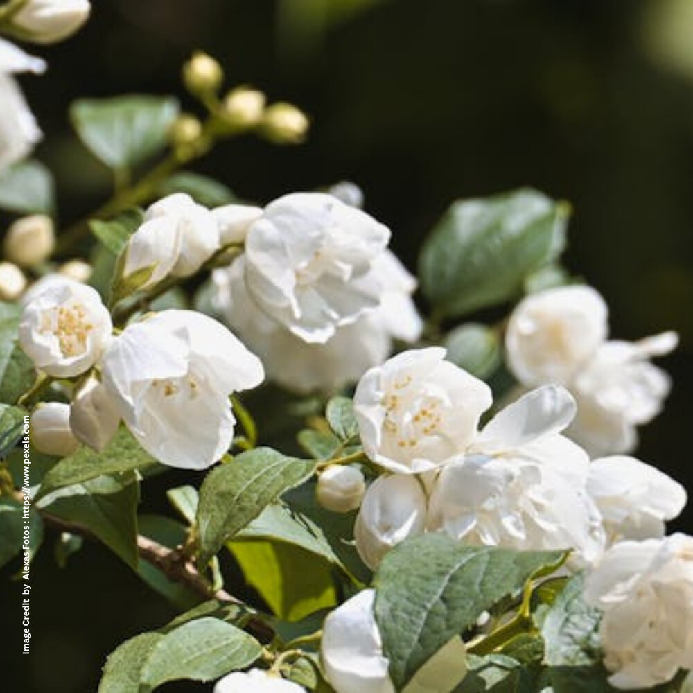 Jasmine