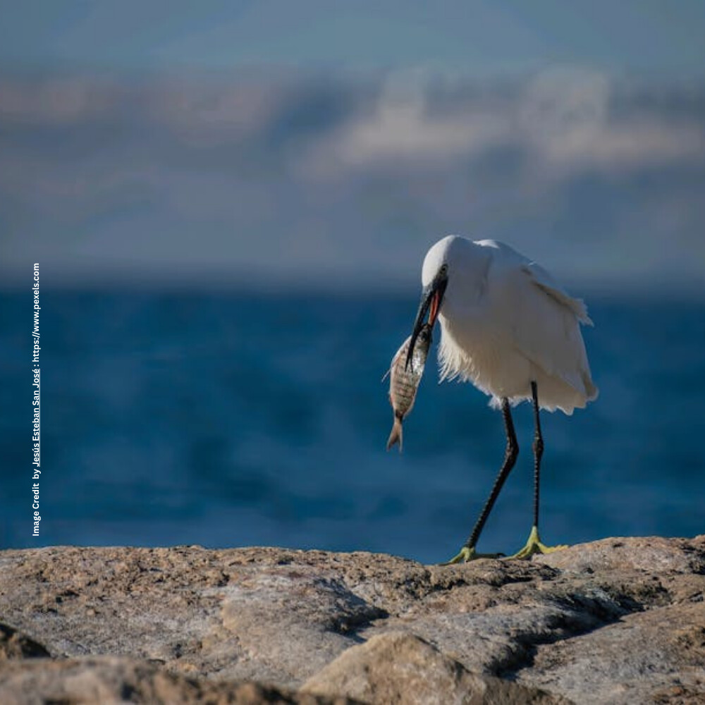 Food Chain