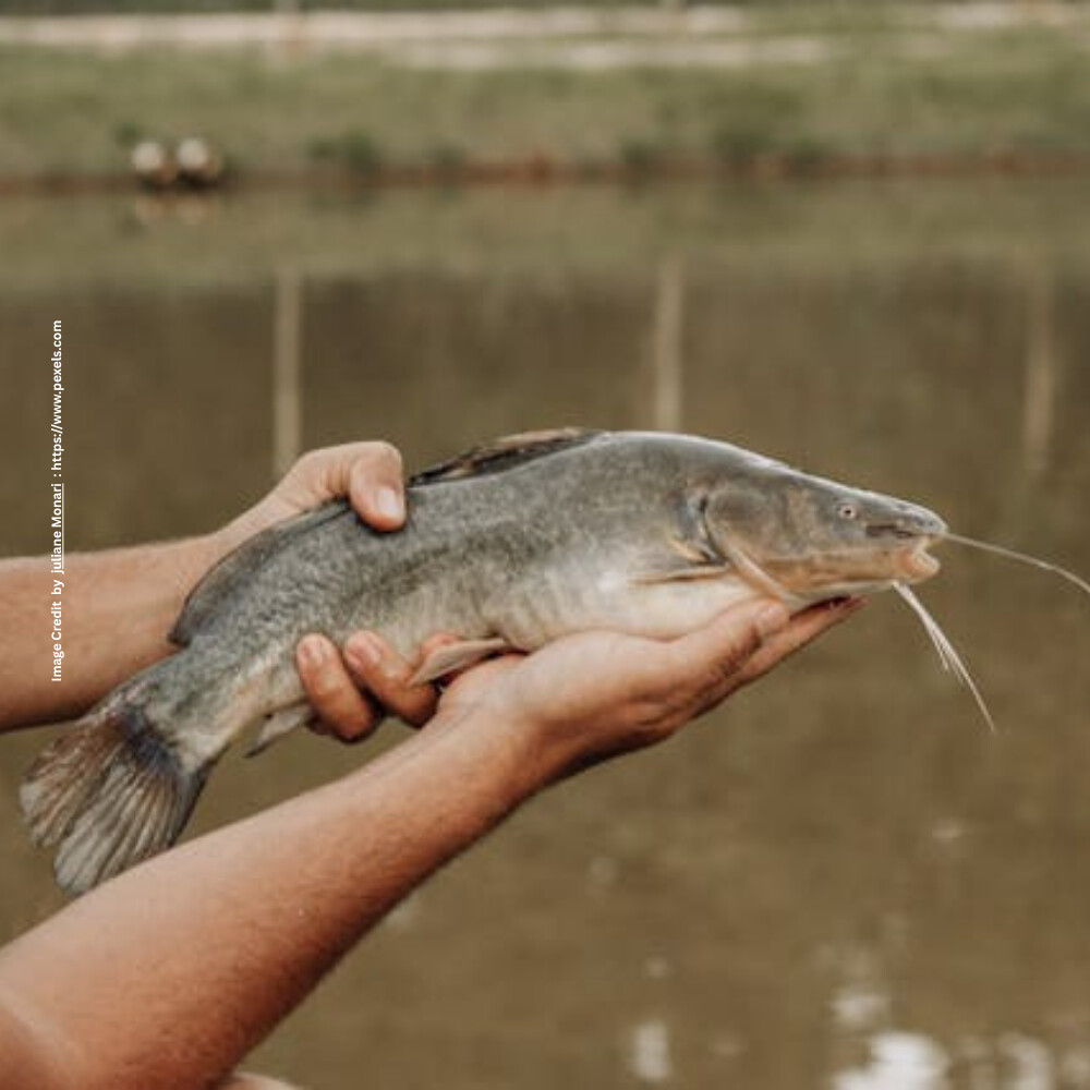 Catfish