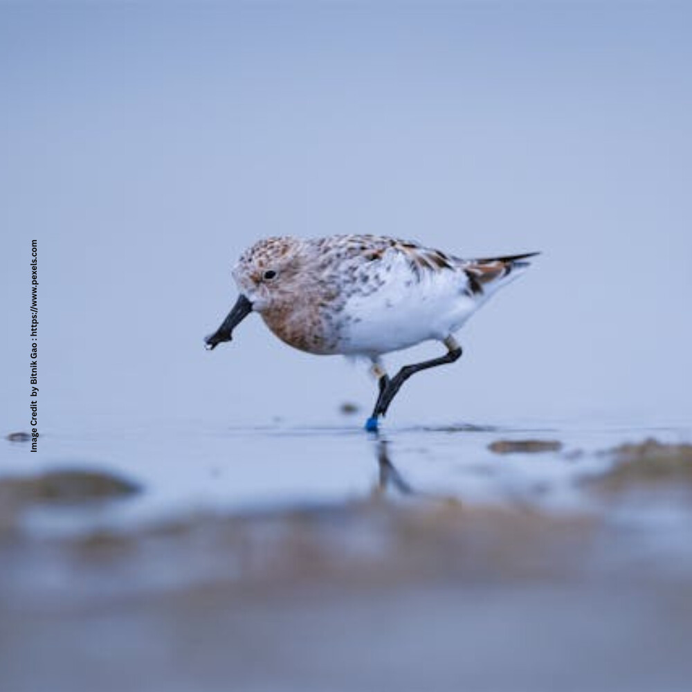 Sandpiper