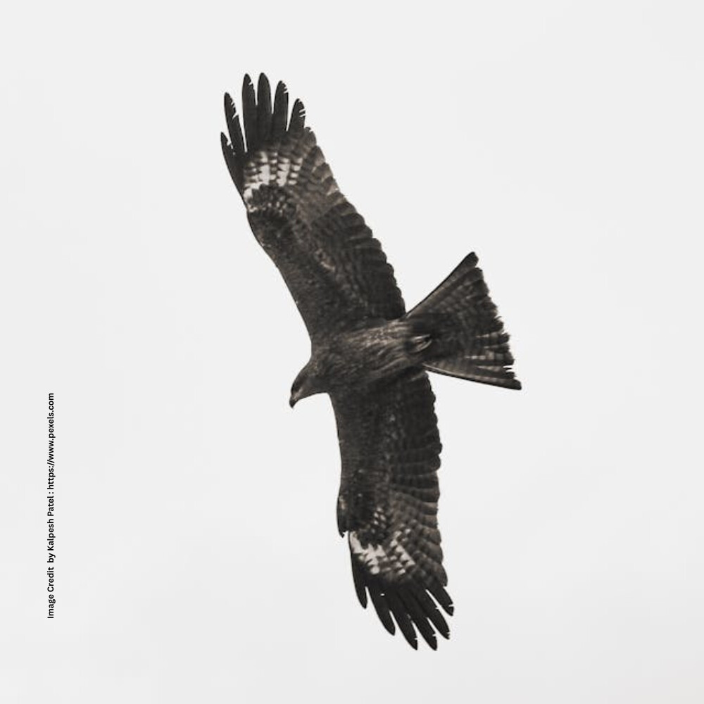 Black Kite