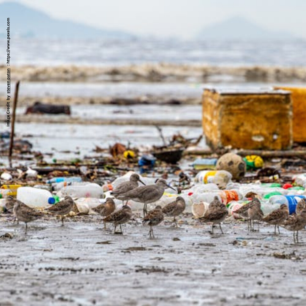 Marine Pollution