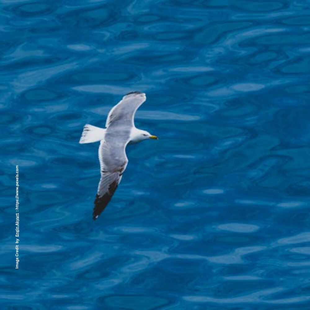 Seagull