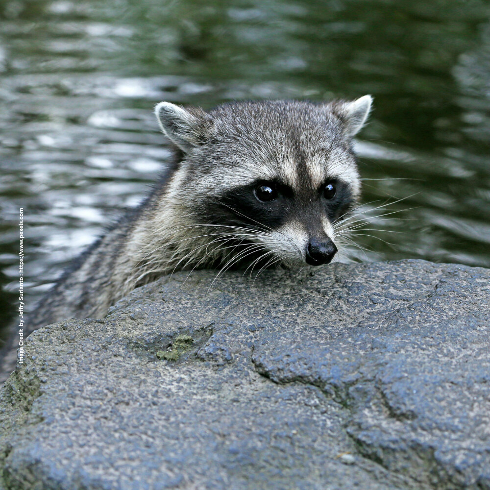 Raccoon