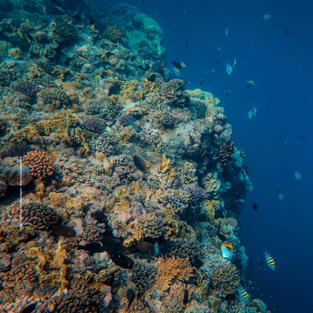 Marine Ecosystem