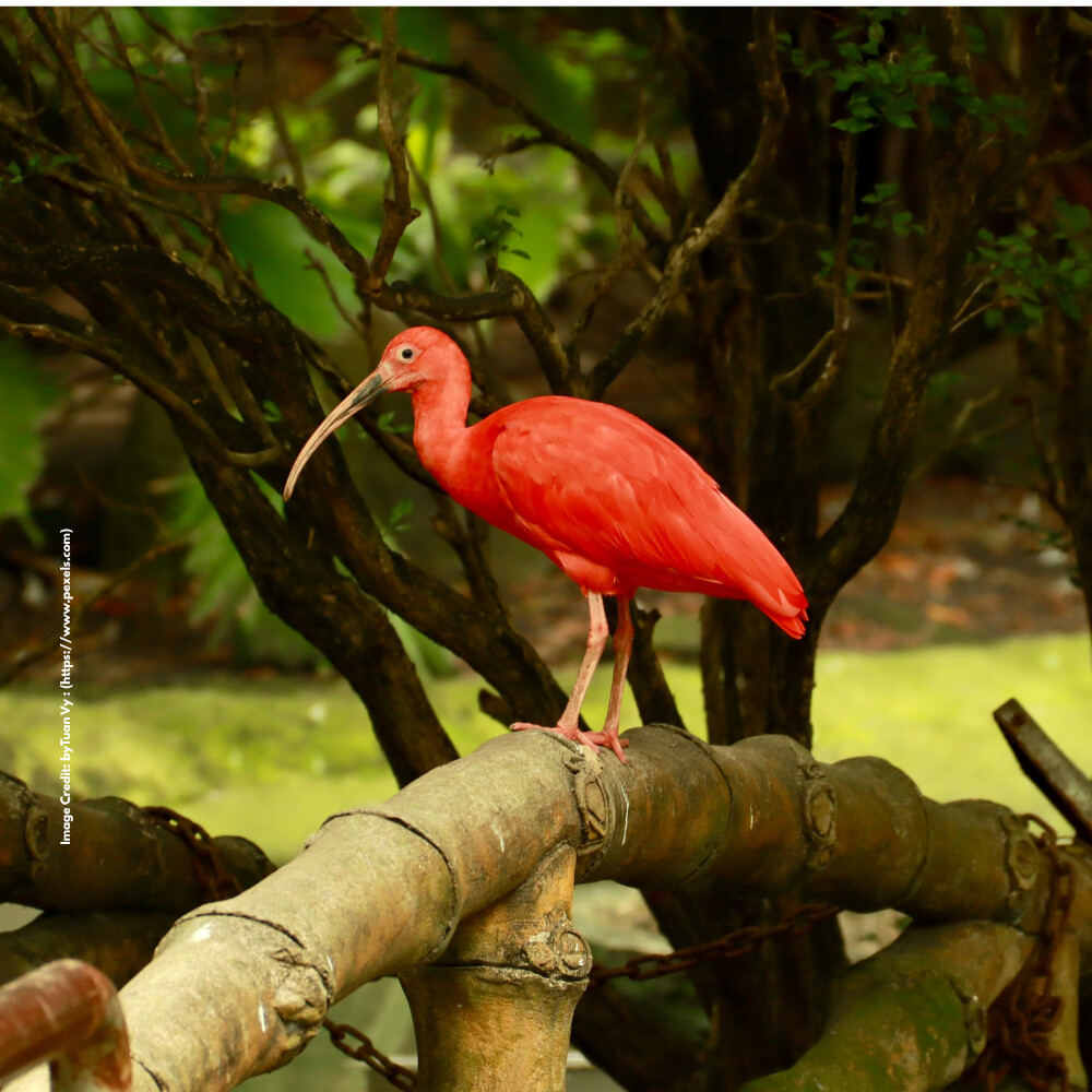 Scarlet Ibis