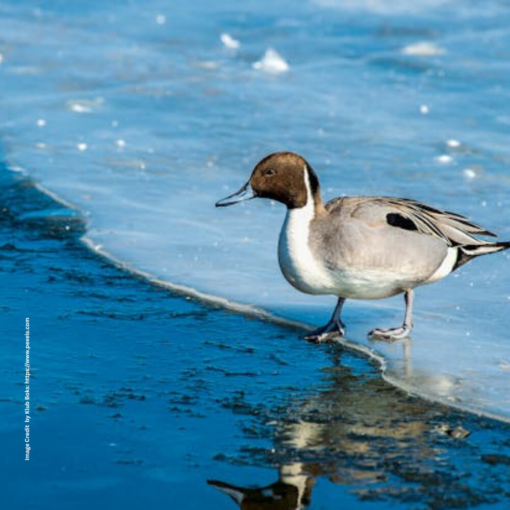 Pintail Duck