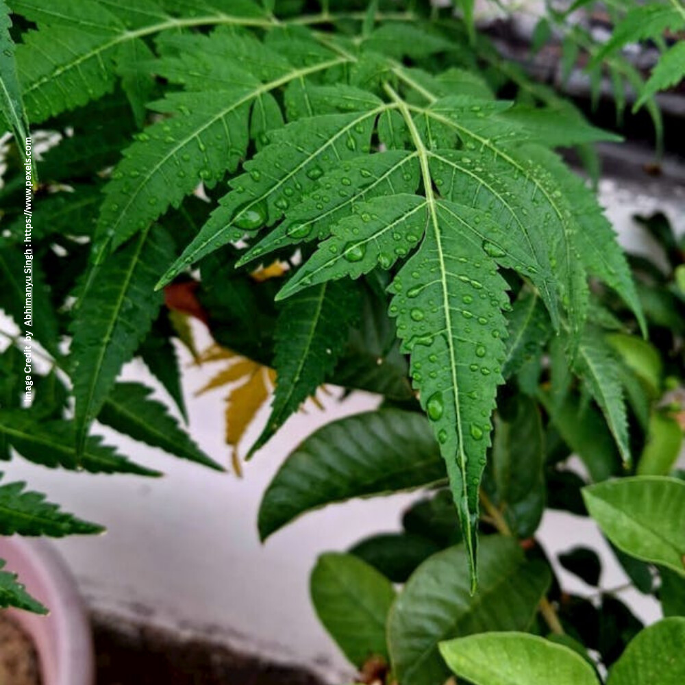 Neem