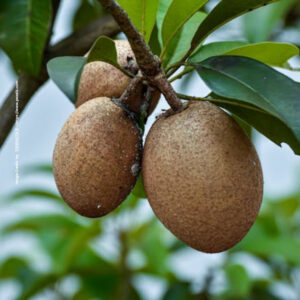 Naseberry