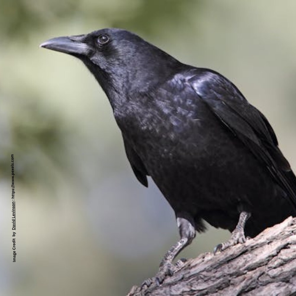 Crow