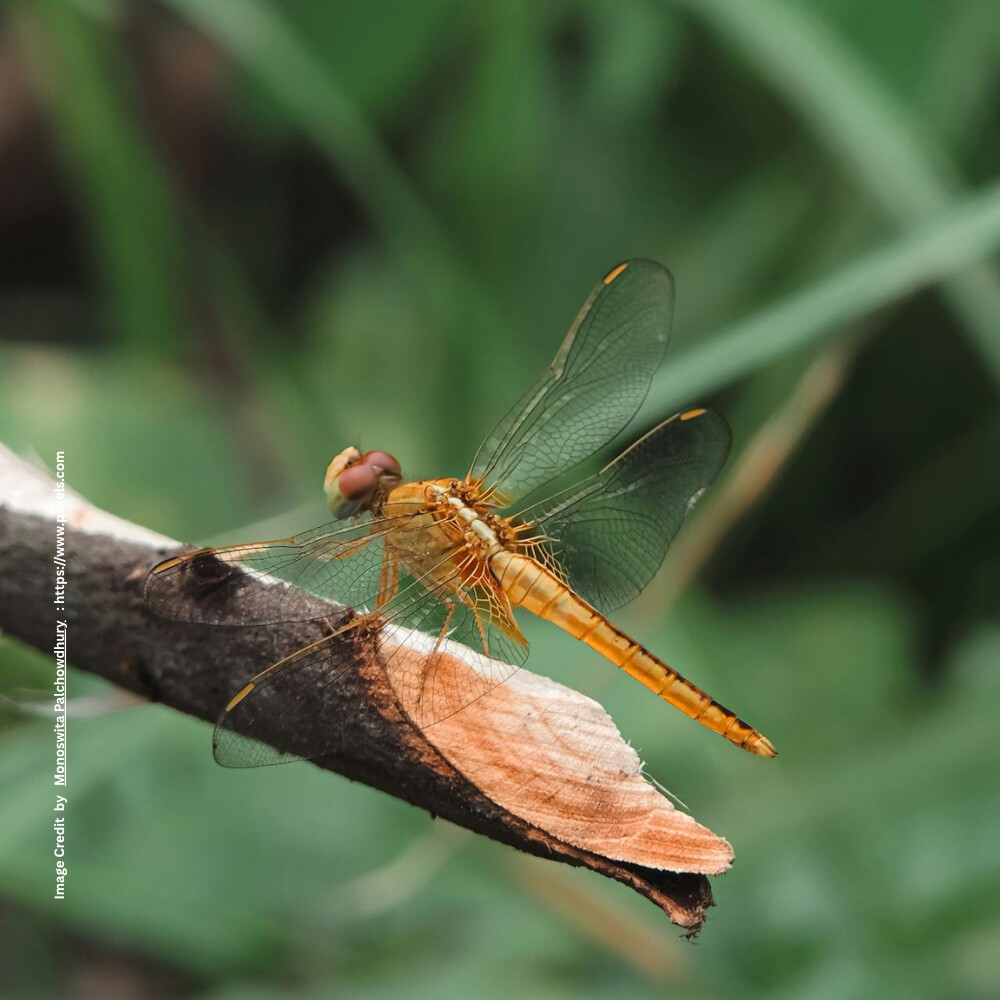 Dragonfly