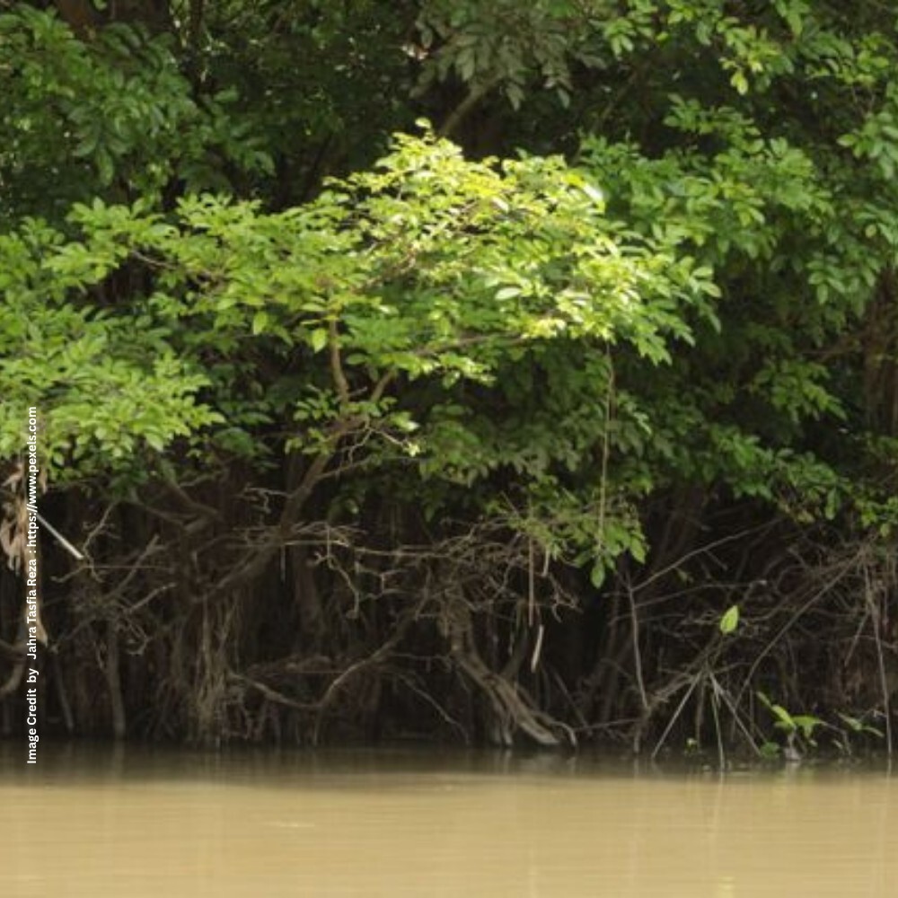 International Mangrove Day