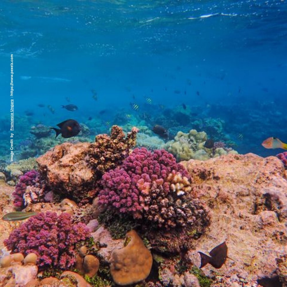 Coral Reef Crisis