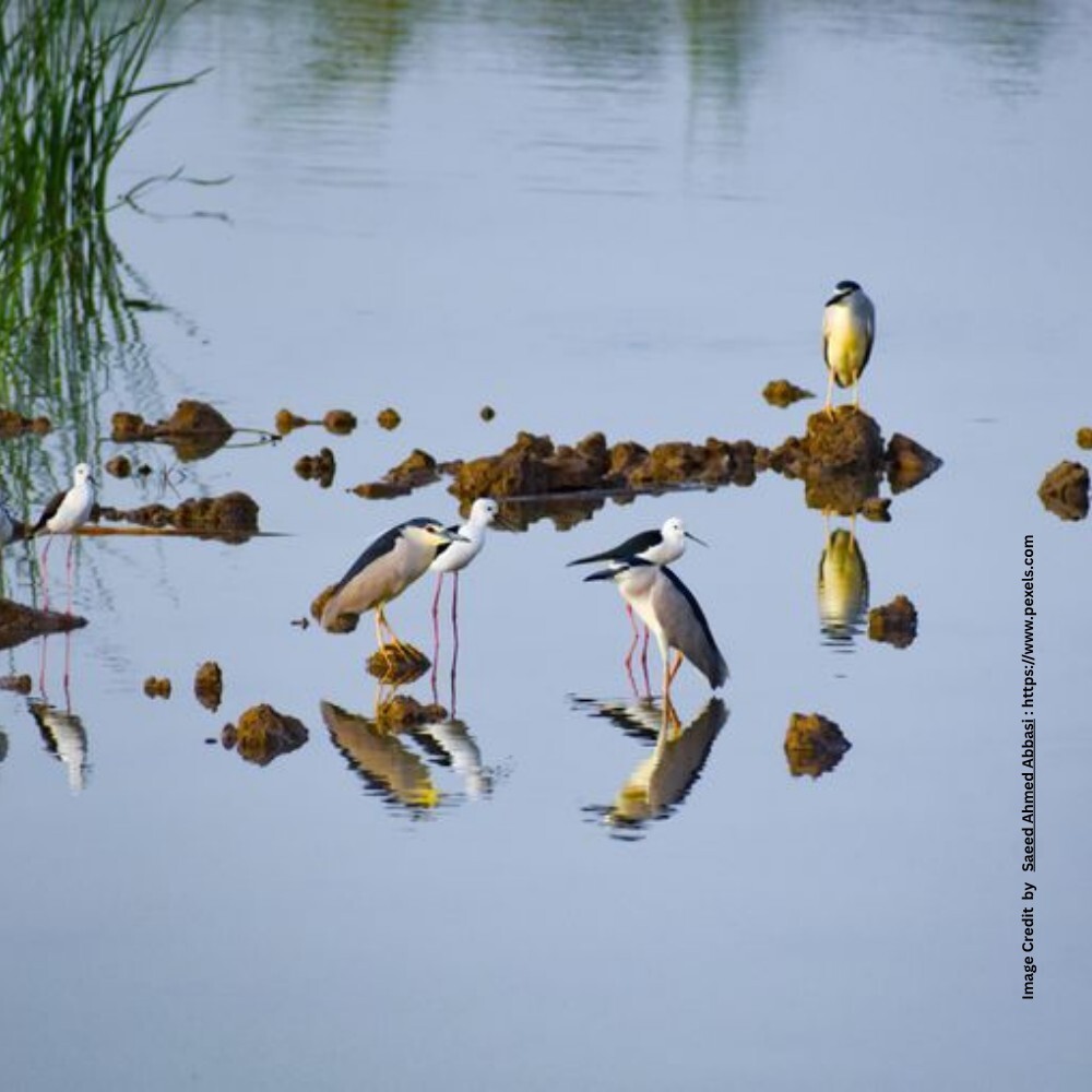Bird Watching Site