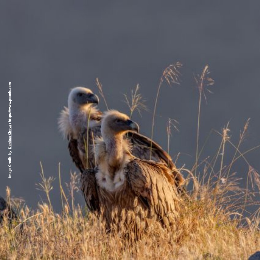 Vulture Conservation Programme