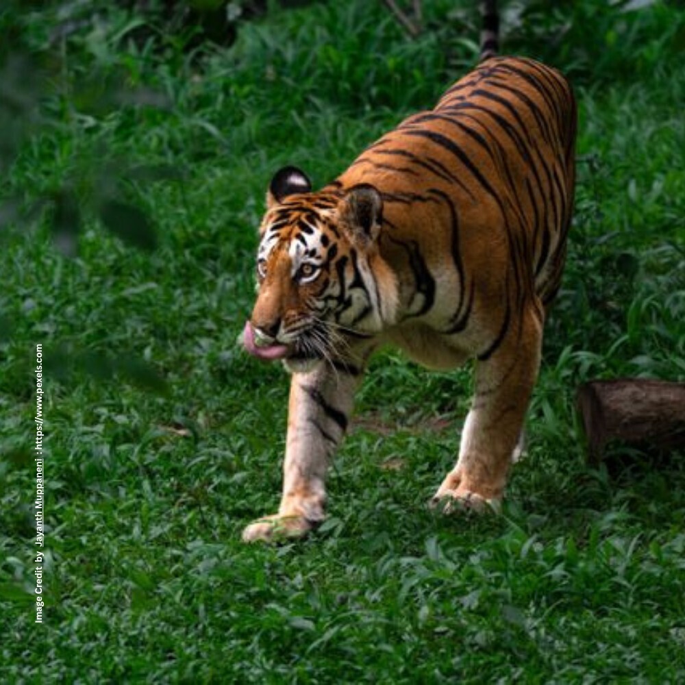 Bengal Tiger