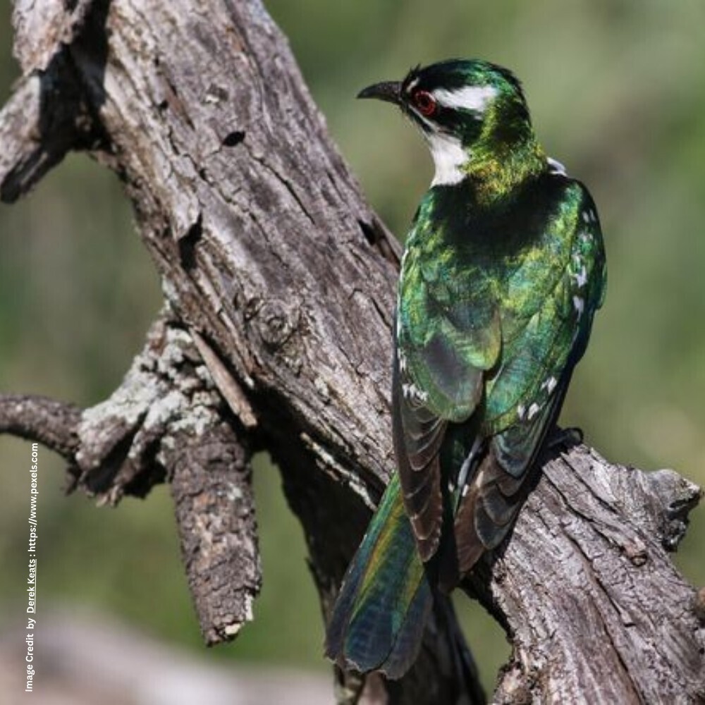 Cuckoo Species