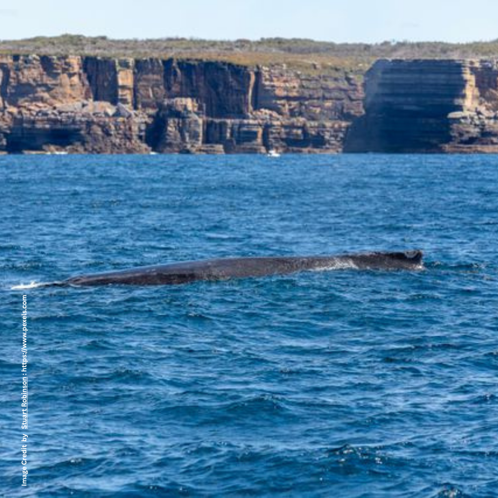 Whale