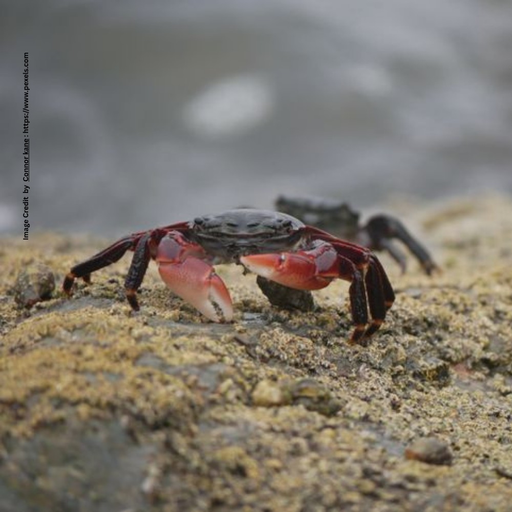 Crab Facts
