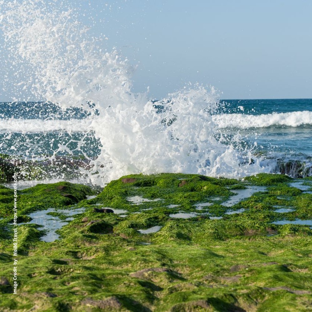 Blue Green Algae