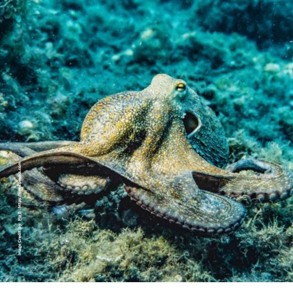 Octopus